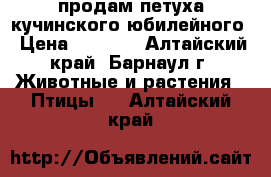 продам петуха кучинского юбилейного › Цена ­ 1 000 - Алтайский край, Барнаул г. Животные и растения » Птицы   . Алтайский край